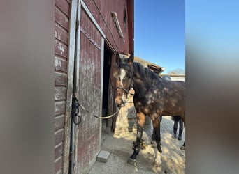 Caballo de Holstein, Caballo castrado, 3 años, Castaño