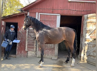 Caballo de Holstein, Caballo castrado, 3 años, Castaño