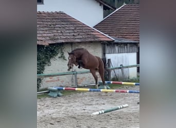 Caballo de Holstein, Caballo castrado, 3 años, Castaño