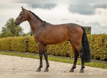 Caballo de Holstein, Caballo castrado, 3 años, Castaño