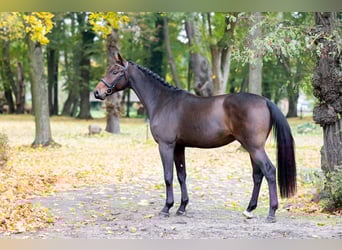 Caballo de Holstein, Caballo castrado, 3 años, Castaño