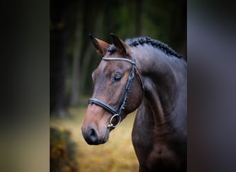 Caballo de Holstein, Caballo castrado, 3 años, Castaño