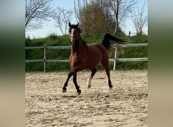 Caballo de Holstein, Caballo castrado, 4 años, 160 cm, Castaño