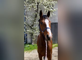 Caballo de Holstein, Caballo castrado, 4 años, 160 cm, Castaño