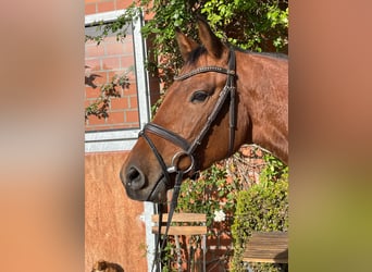 Caballo de Holstein, Caballo castrado, 4 años, 161 cm, Castaño oscuro