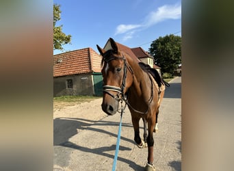 Caballo de Holstein, Caballo castrado, 4 años, 163 cm, Castaño