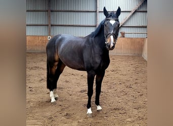 Caballo de Holstein, Caballo castrado, 4 años, 163 cm, Castaño oscuro