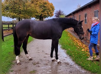 Caballo de Holstein, Caballo castrado, 4 años, 163 cm, Castaño oscuro