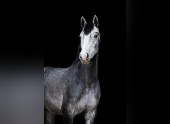 Caballo de Holstein, Caballo castrado, 4 años, 163 cm, Tordo