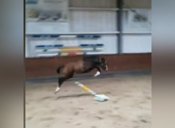 Caballo de Holstein, Caballo castrado, 4 años, 163 cm, Tordo