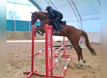 Caballo de Holstein, Caballo castrado, 4 años, 164 cm, Alazán
