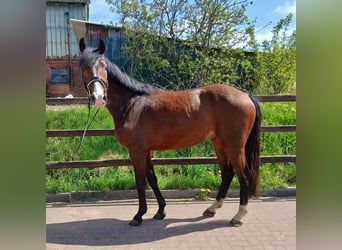 Caballo de Holstein, Caballo castrado, 4 años, 164 cm, Castaño