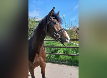 Caballo de Holstein, Caballo castrado, 4 años, 164 cm, Castaño