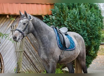 Caballo de Holstein, Caballo castrado, 4 años, 164 cm, Tordo