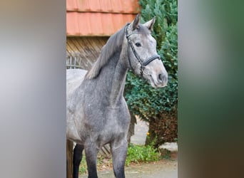 Caballo de Holstein, Caballo castrado, 4 años, 164 cm, Tordo