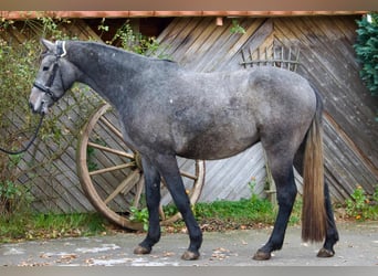 Caballo de Holstein, Caballo castrado, 4 años, 164 cm, Tordo