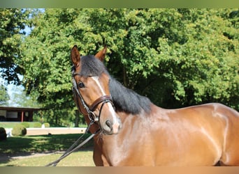 Caballo de Holstein, Caballo castrado, 4 años, 165 cm, Castaño