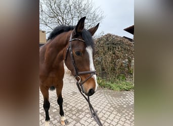 Caballo de Holstein, Caballo castrado, 4 años, 165 cm, Castaño