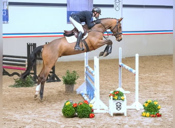 Caballo de Holstein, Caballo castrado, 4 años, 165 cm, Castaño