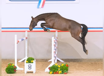 Caballo de Holstein, Caballo castrado, 4 años, 165 cm, Castaño