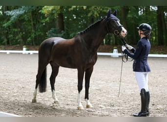 Caballo de Holstein, Caballo castrado, 4 años, 165 cm, Morcillo