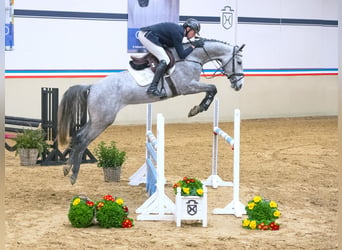 Caballo de Holstein, Caballo castrado, 4 años, 165 cm, Tordo