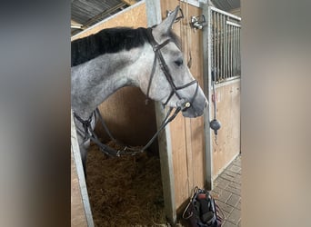Caballo de Holstein, Caballo castrado, 4 años, 165 cm, Tordo rodado