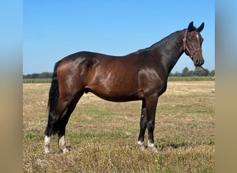 Caballo de Holstein, Caballo castrado, 4 años, 166 cm, Castaño