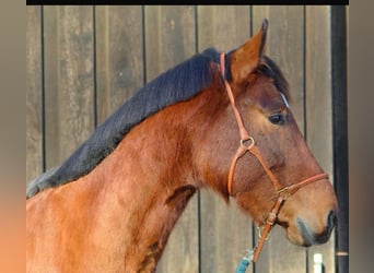 Caballo de Holstein, Caballo castrado, 4 años, 166 cm, Castaño