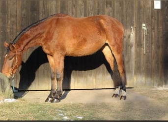 Caballo de Holstein, Caballo castrado, 4 años, 166 cm, Castaño