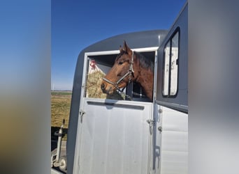 Caballo de Holstein, Caballo castrado, 4 años, 166 cm, Castaño