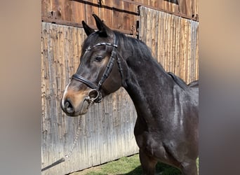 Caballo de Holstein, Caballo castrado, 4 años, 166 cm, Castaño oscuro