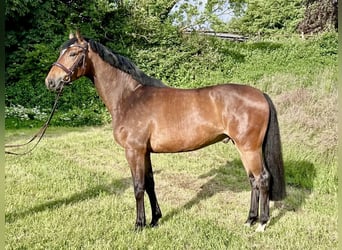 Caballo de Holstein, Caballo castrado, 4 años, 167 cm, Castaño