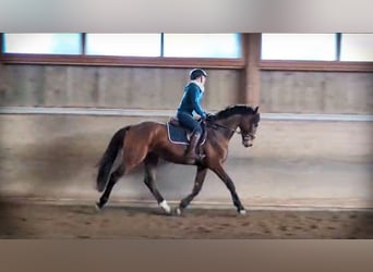 Caballo de Holstein, Caballo castrado, 4 años, 167 cm, Castaño