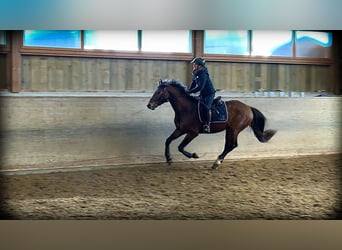 Caballo de Holstein, Caballo castrado, 4 años, 167 cm, Castaño