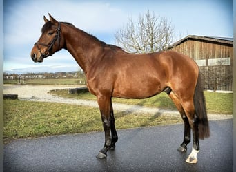 Caballo de Holstein, Caballo castrado, 4 años, 167 cm, Castaño