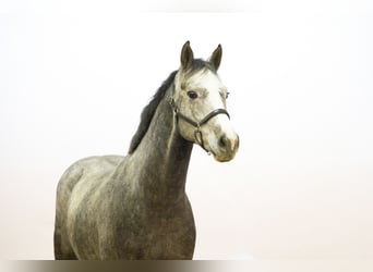 Caballo de Holstein, Caballo castrado, 4 años, 167 cm, Tordo