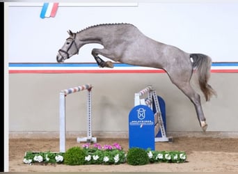 Caballo de Holstein, Caballo castrado, 4 años, 167 cm, Tordo rodado