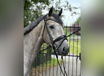 Caballo de Holstein, Caballo castrado, 4 años, 167 cm, Tordo rodado