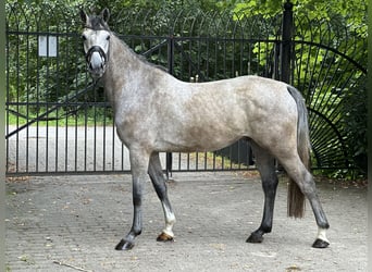 Caballo de Holstein, Caballo castrado, 4 años, 167 cm, Tordo rodado