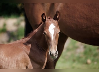 Caballo de Holstein, Caballo castrado, 4 años, 168 cm, Alazán-tostado