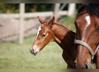 Caballo de Holstein, Caballo castrado, 4 años, 168 cm, Alazán-tostado