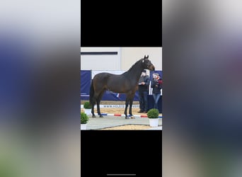 Caballo de Holstein, Caballo castrado, 4 años, 168 cm, Castaño