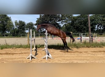 Caballo de Holstein, Caballo castrado, 4 años, 168 cm, Castaño