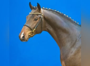 Caballo de Holstein, Caballo castrado, 4 años, 168 cm, Castaño