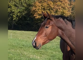 Caballo de Holstein, Caballo castrado, 4 años, 168 cm, Castaño