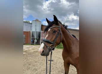 Caballo de Holstein, Caballo castrado, 4 años, 168 cm, Castaño oscuro