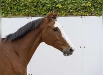 Caballo de Holstein, Caballo castrado, 4 años, 168 cm, Morcillo