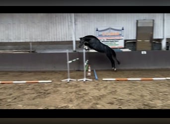 Caballo de Holstein, Caballo castrado, 4 años, 168 cm, Tordillo negro