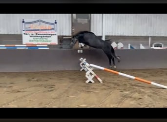 Caballo de Holstein, Caballo castrado, 4 años, 168 cm, Tordillo negro